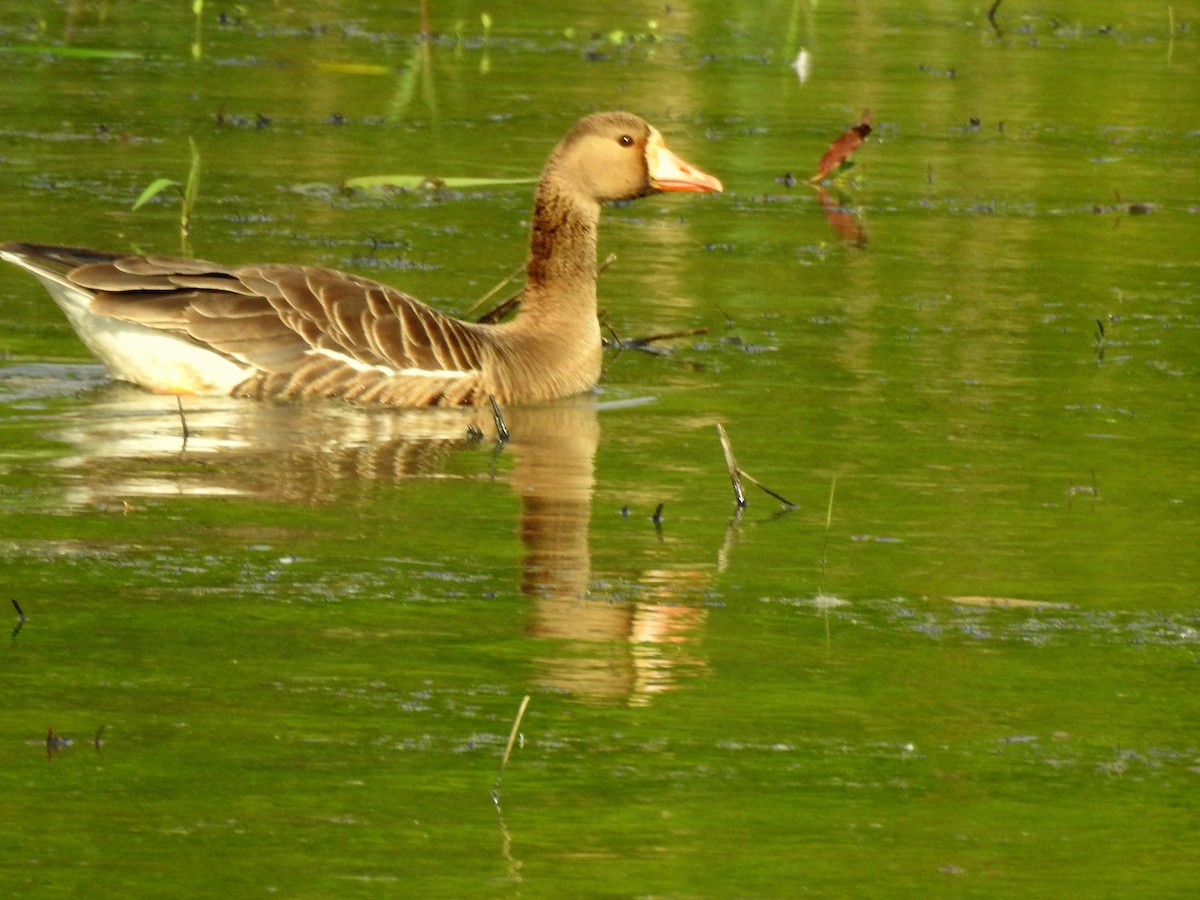 Greater White-fronted Goose - ML565102431