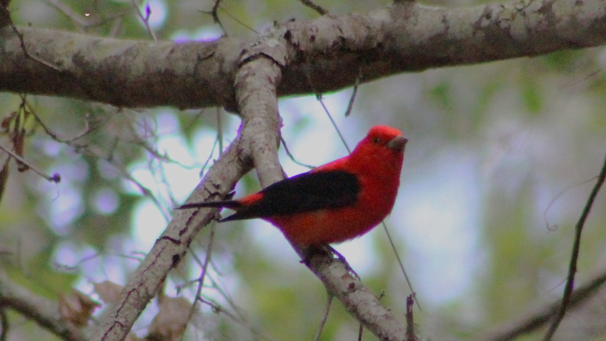 Scarlet Tanager - ML565105701