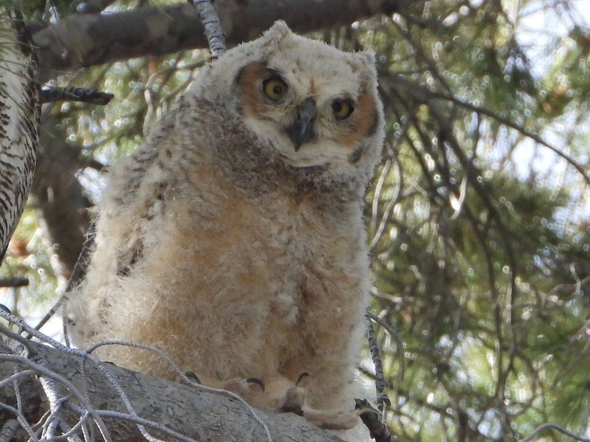 Great Horned Owl - ML565106981