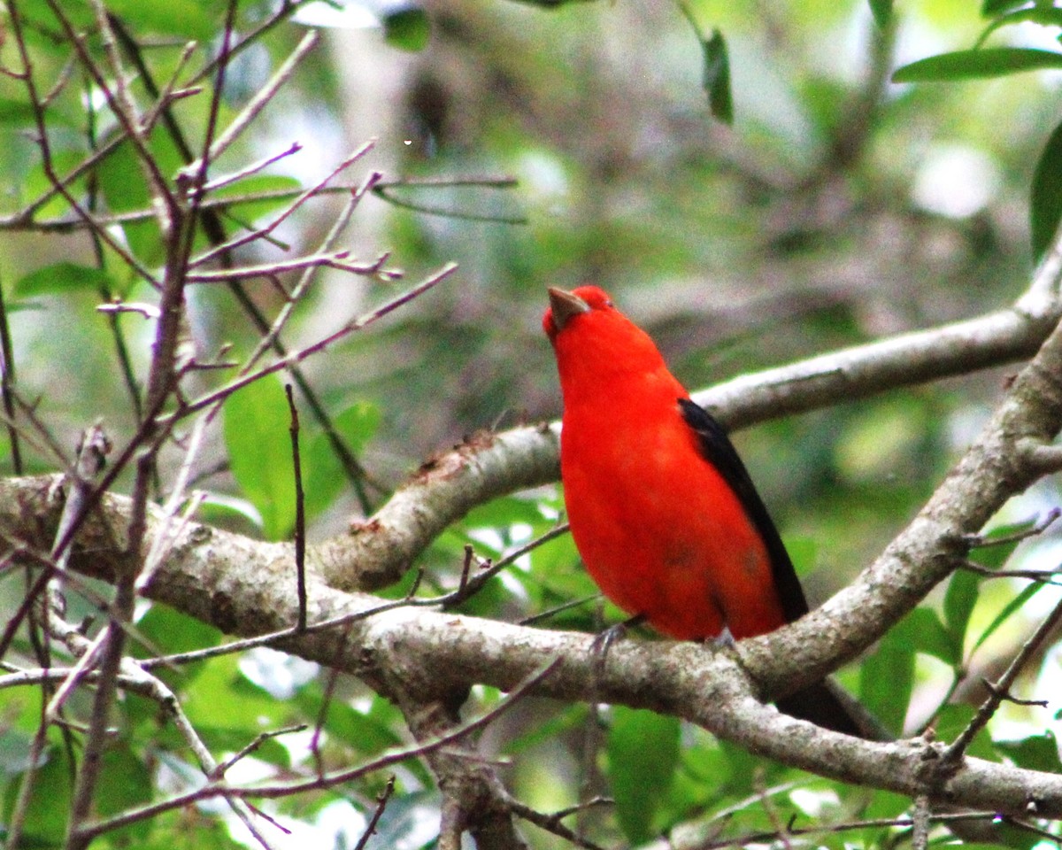 Scarlet Tanager - ML565107641