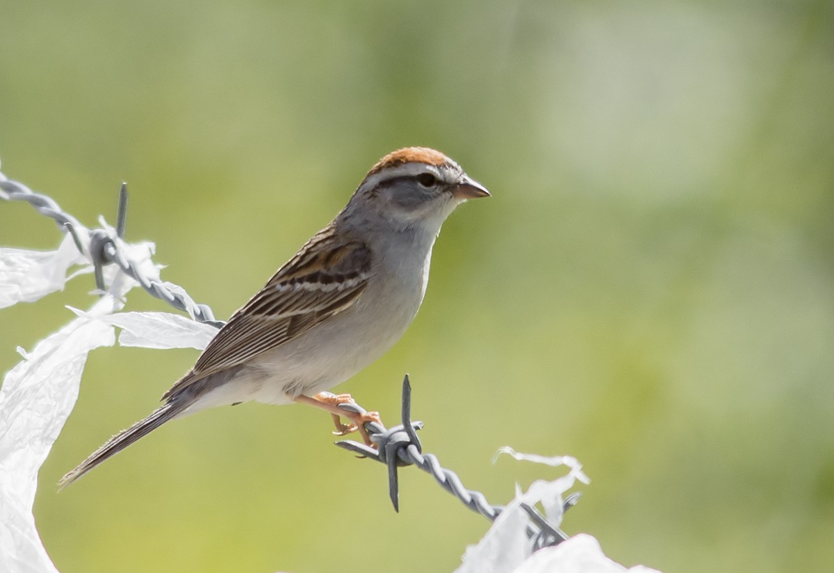 Chipping Sparrow - ML56510811
