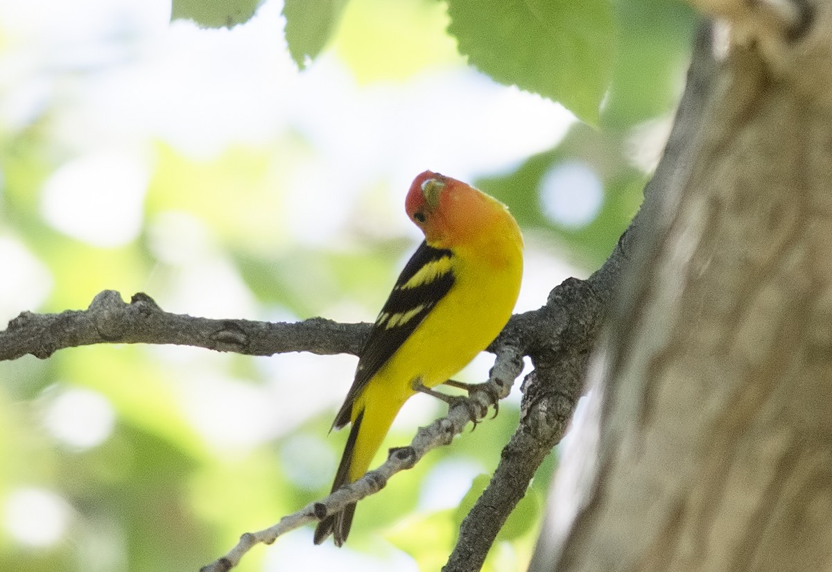 Western Tanager - ML56510831