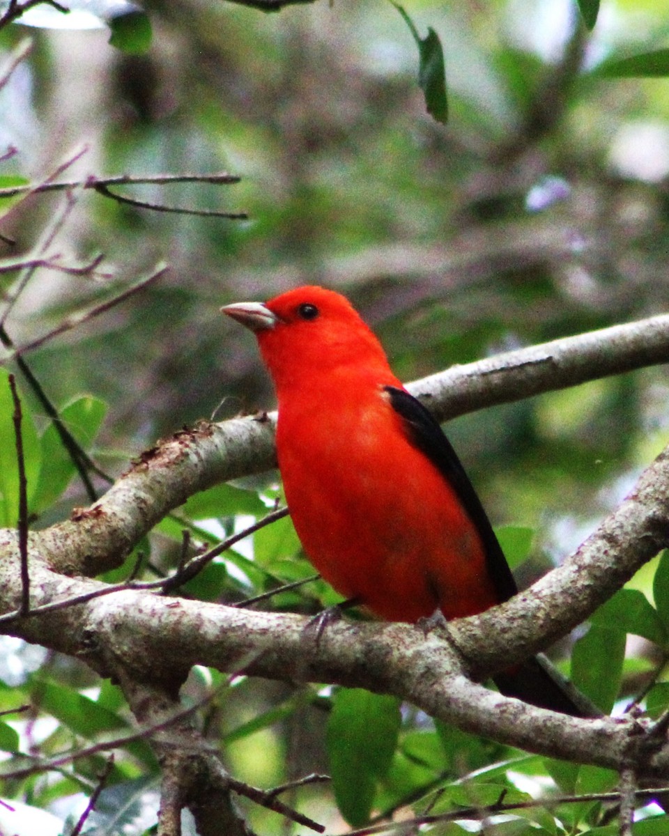 Scarlet Tanager - ML565108471
