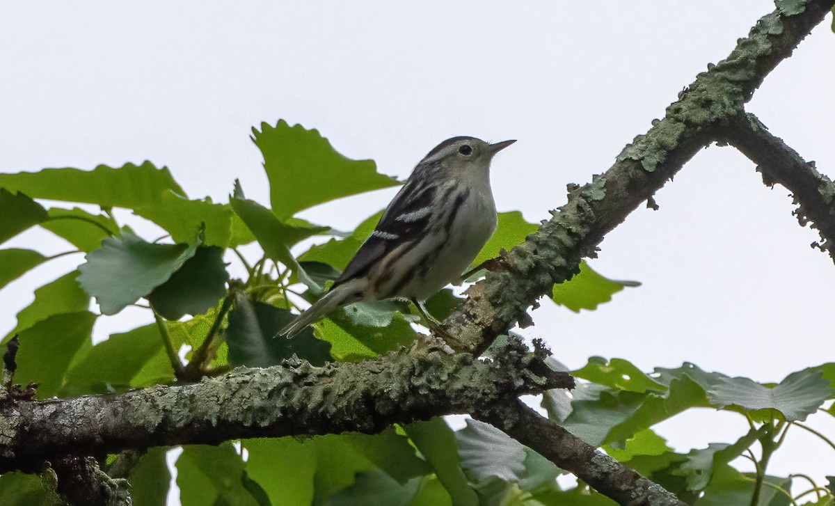 Black-and-white Warbler - ML565110961