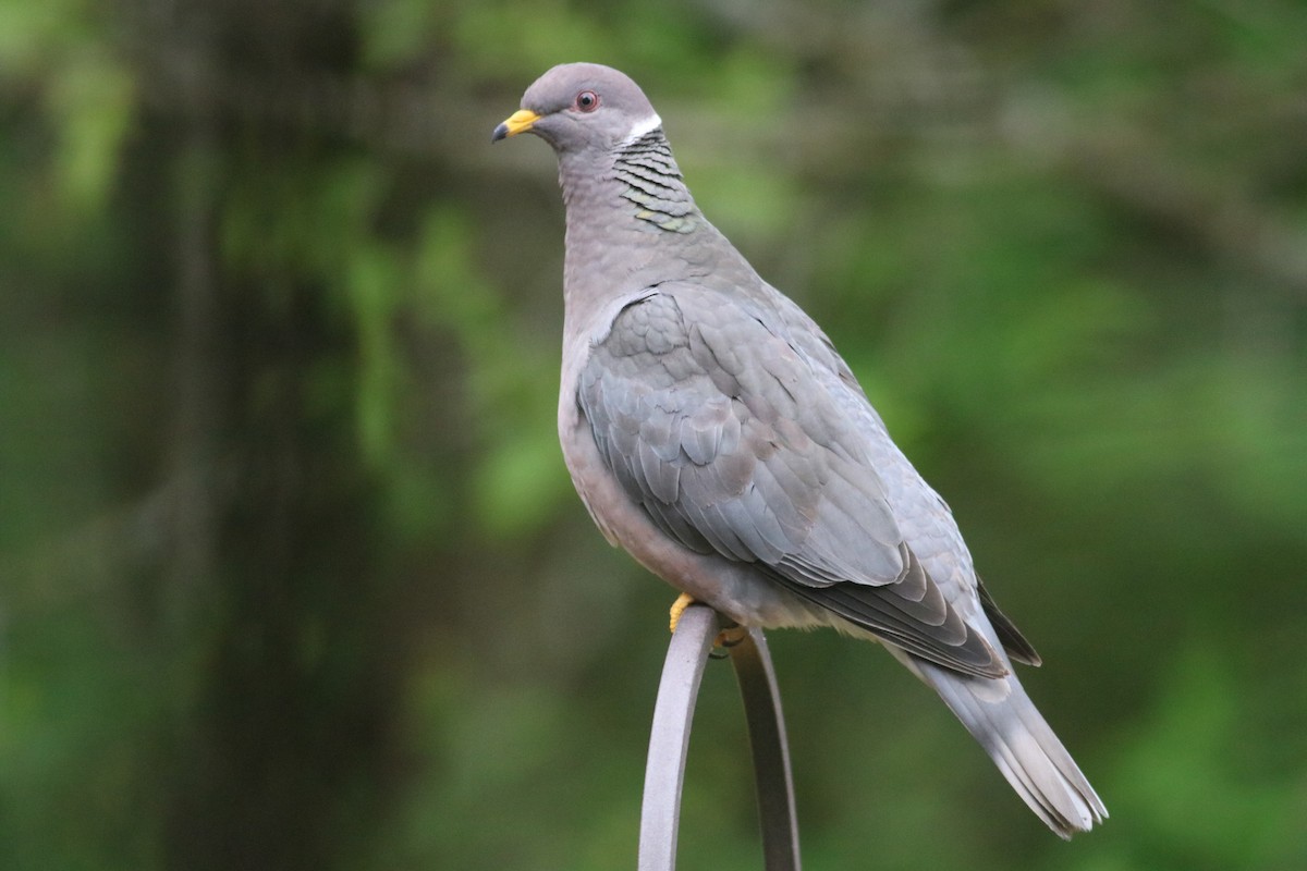 Band-tailed Pigeon - Rick Taylor