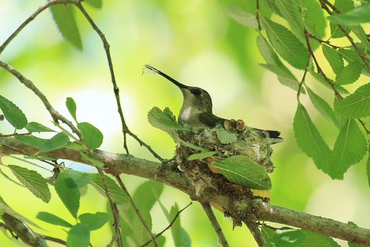 Black-chinned Hummingbird - Brad Wier