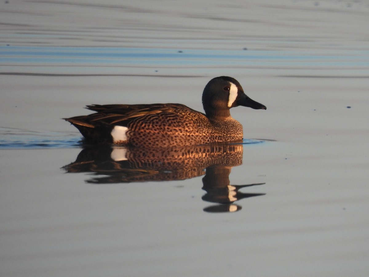 Blue-winged Teal - ML565115921