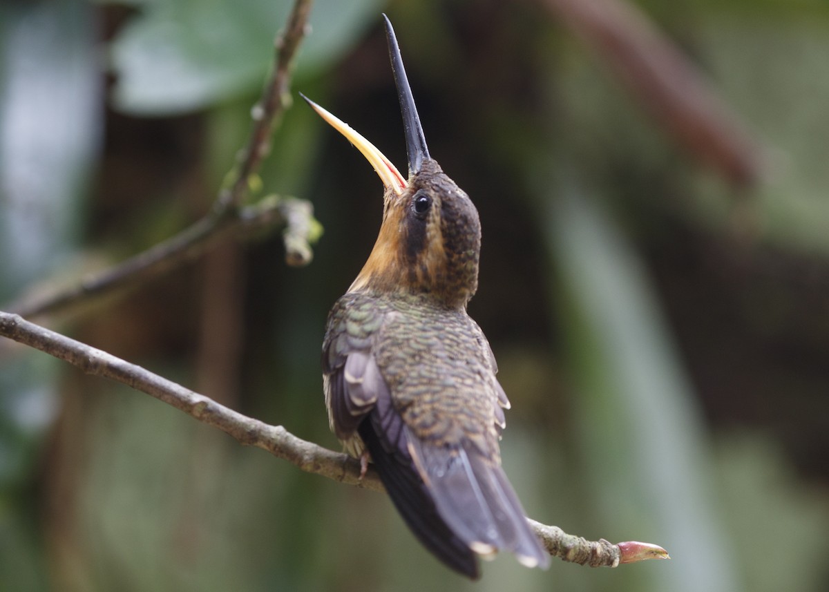 kolibřík pilozobý - ML565118071