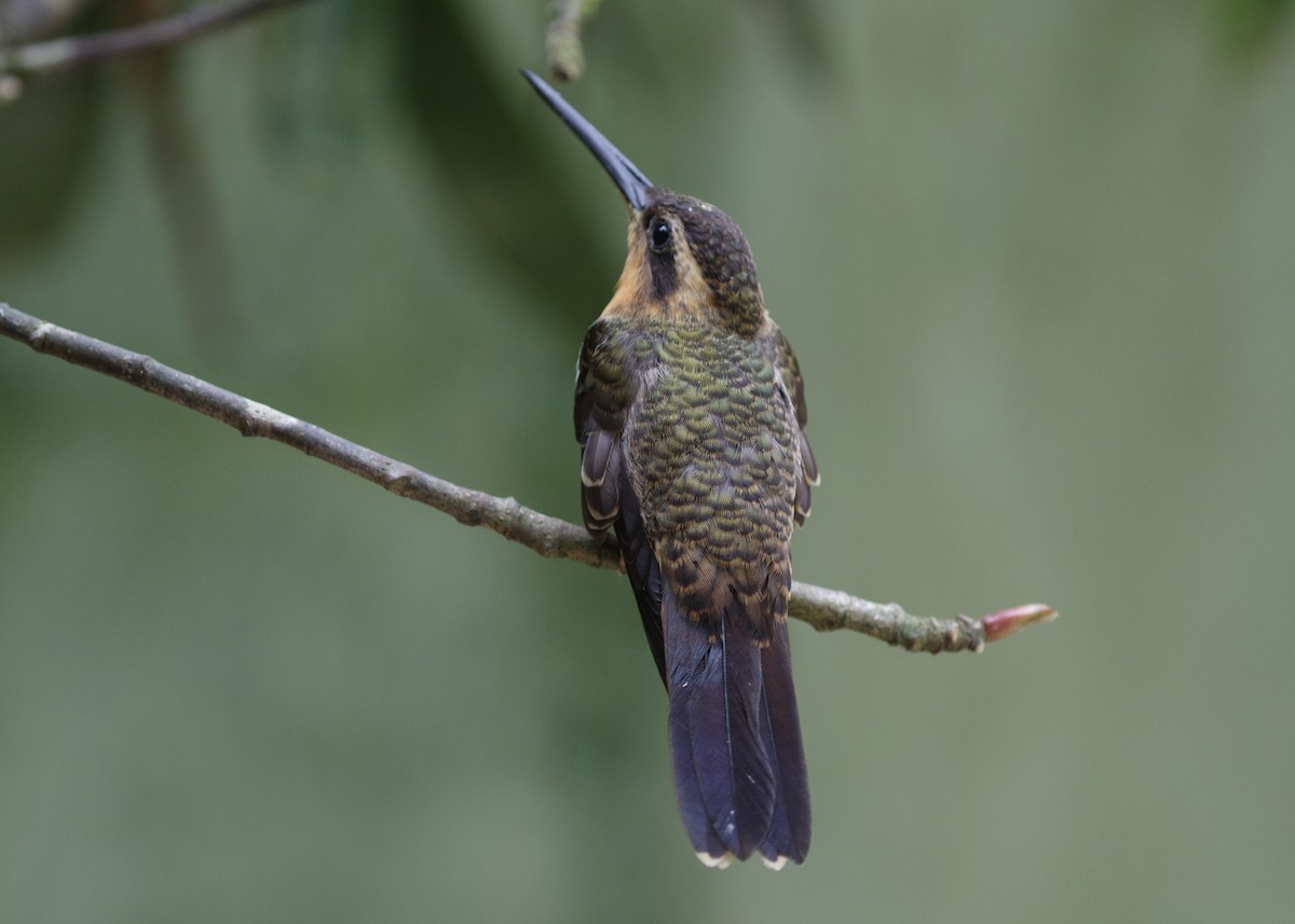 kolibřík pilozobý - ML565118091