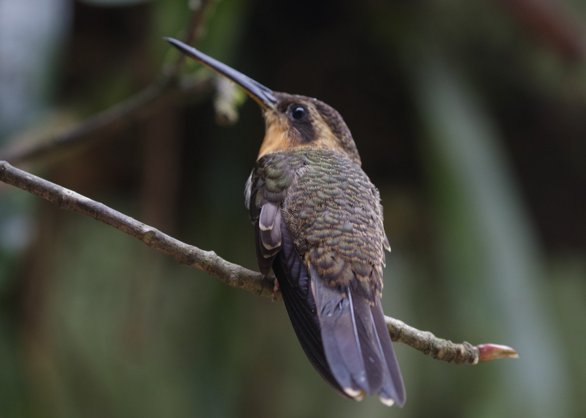 kolibřík pilozobý - ML565118101
