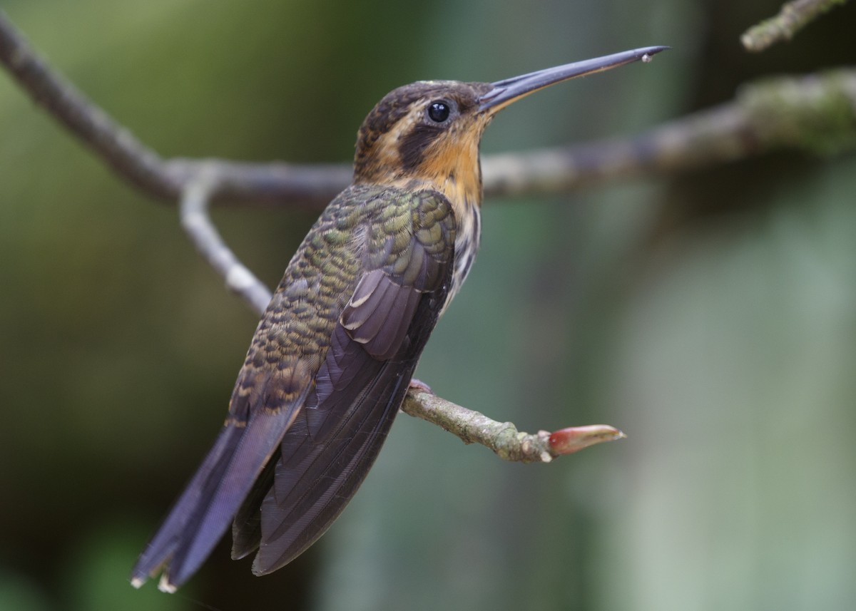kolibřík pilozobý - ML565118151