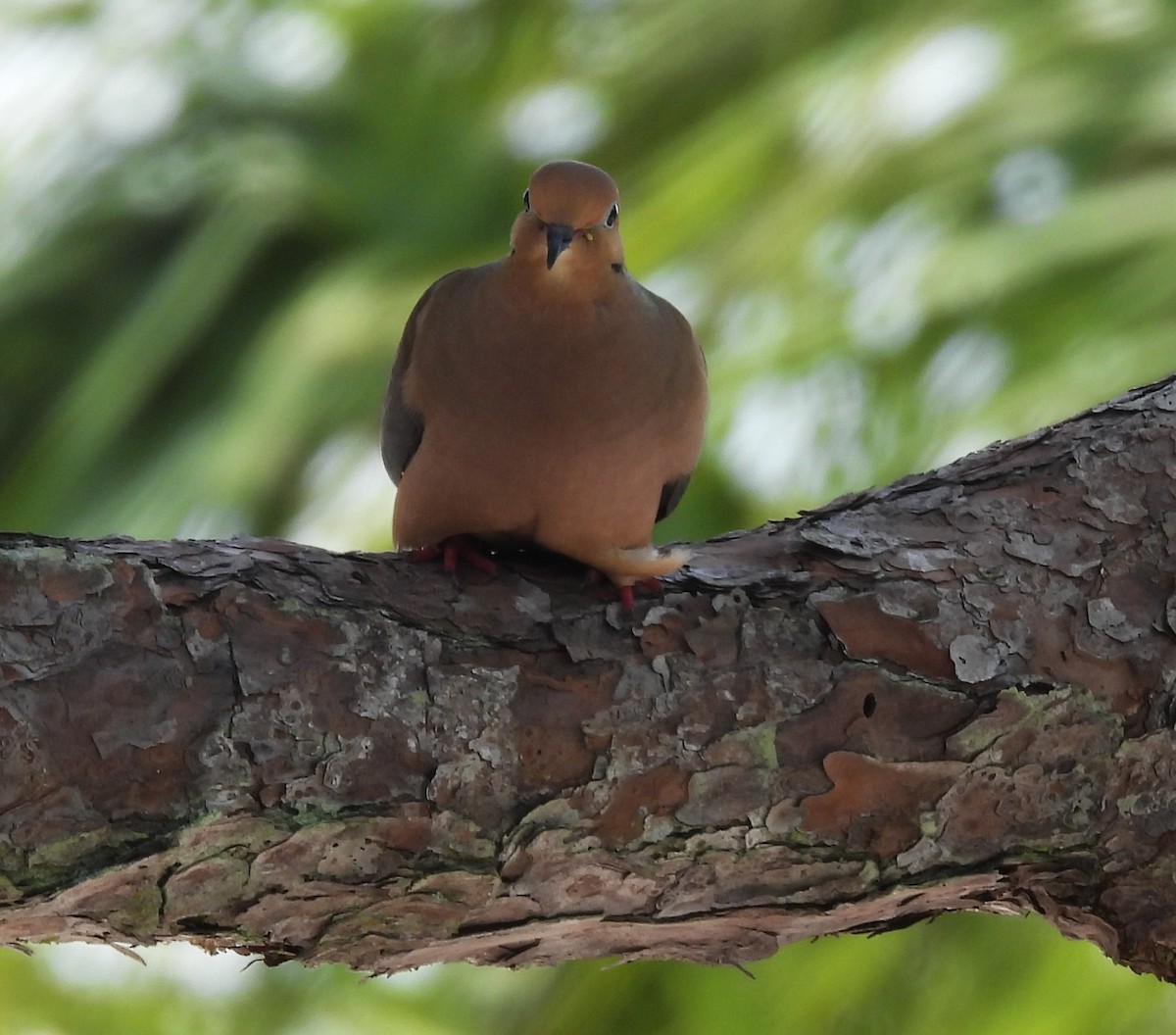eBird Checklist 30 Apr 2023 Honeymoon Island SP 29 species