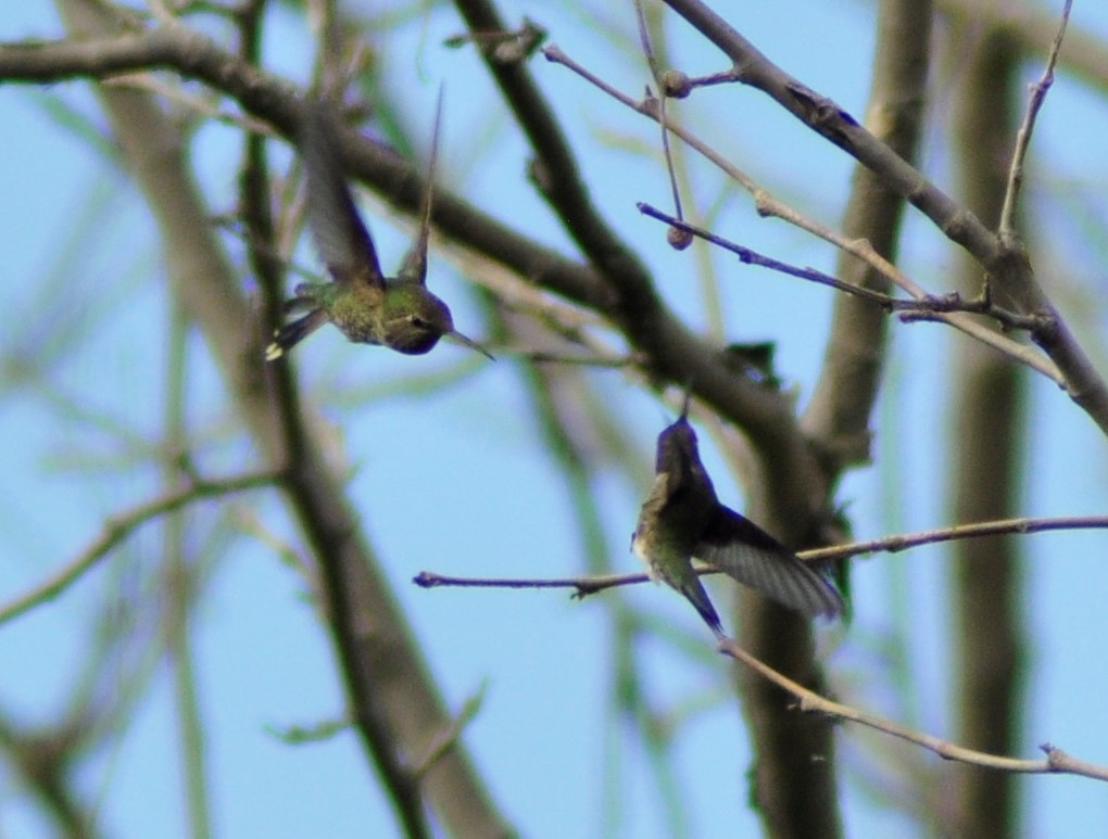 Black-chinned Hummingbird - ML565119351
