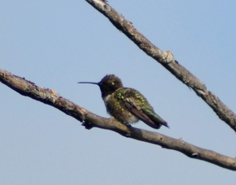 Black-chinned Hummingbird - ML565119361