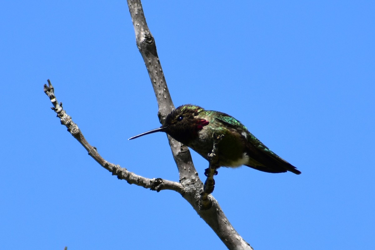 Anna's Hummingbird - ML565126391