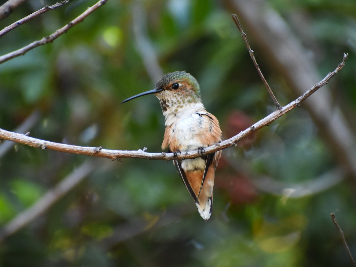 Rufous Hummingbird - ML565126551