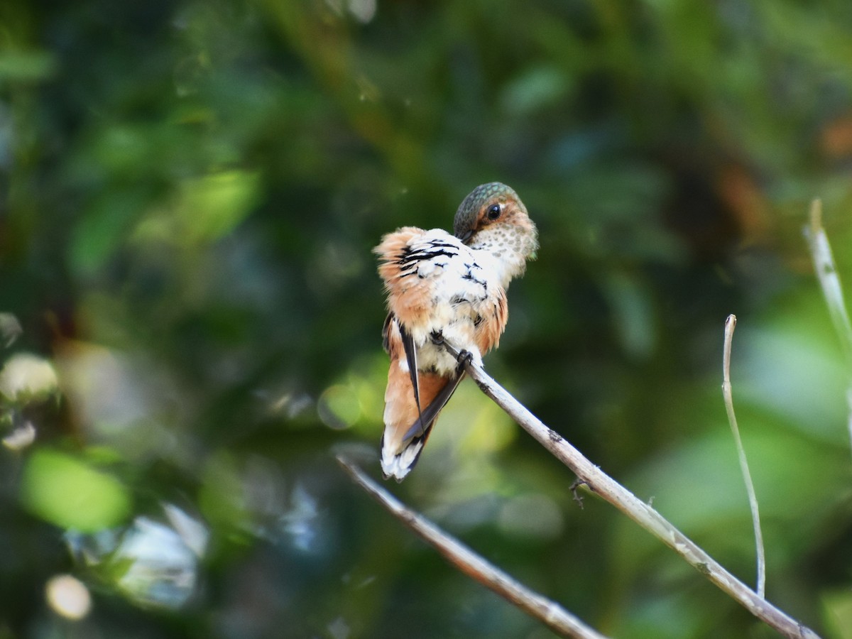 Rufous Hummingbird - ML565126561