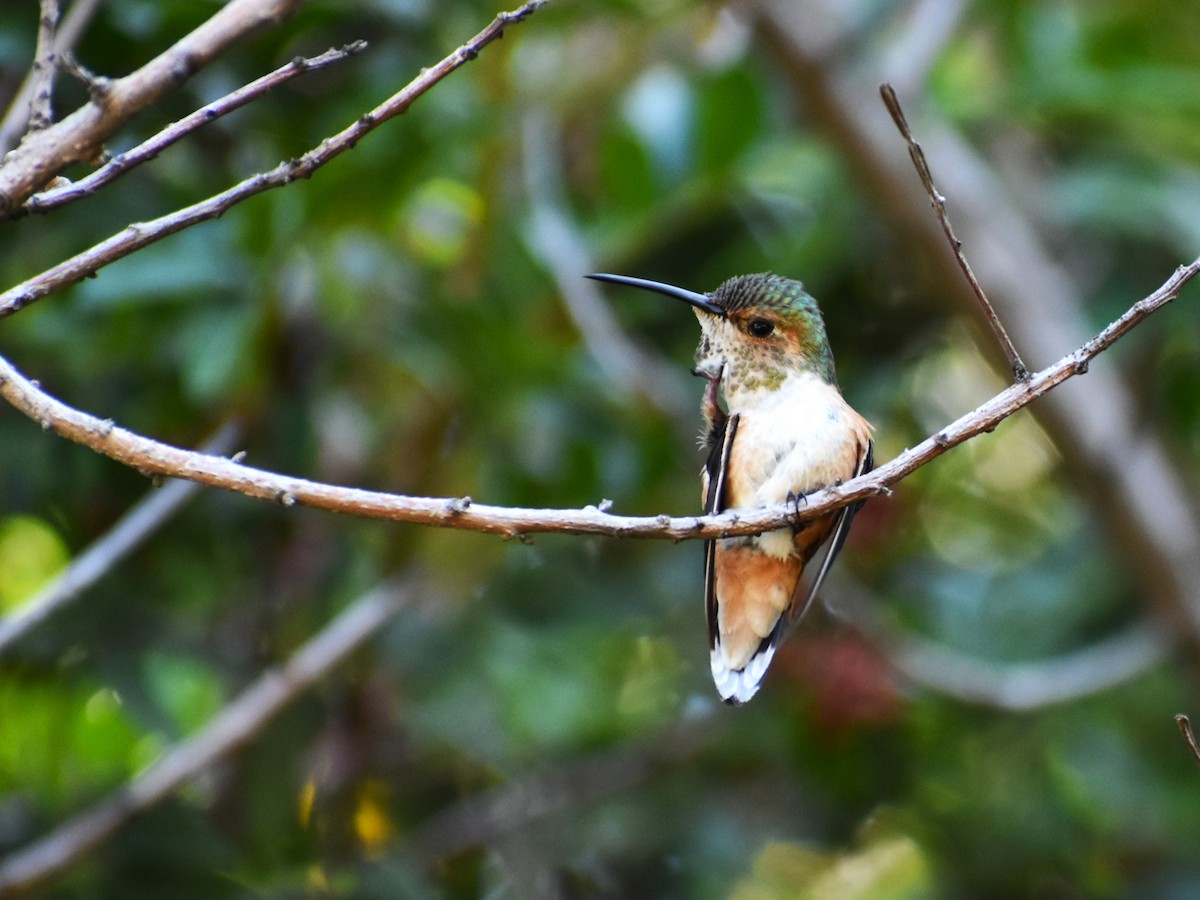 Rufous Hummingbird - Zayra Peña Moreno