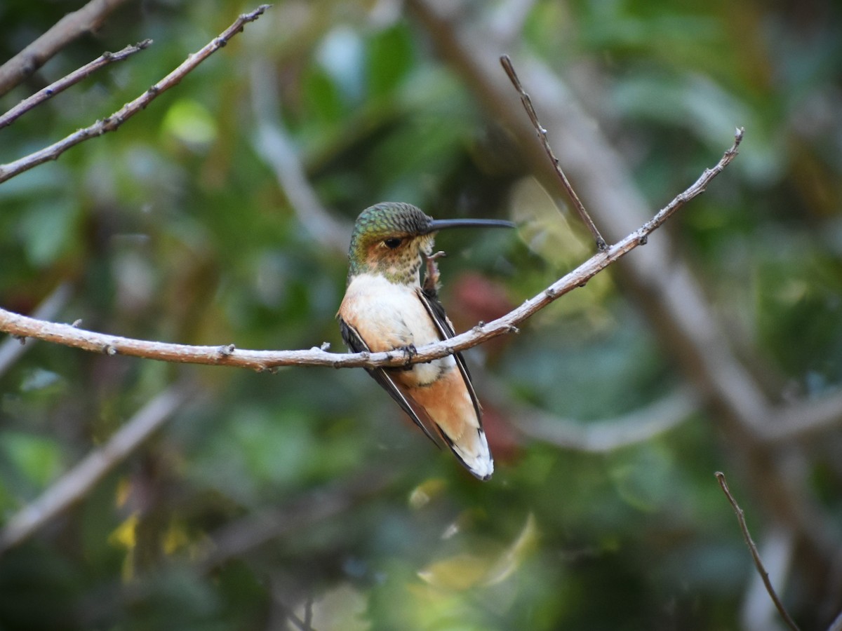 Rufous Hummingbird - Zayra Peña Moreno