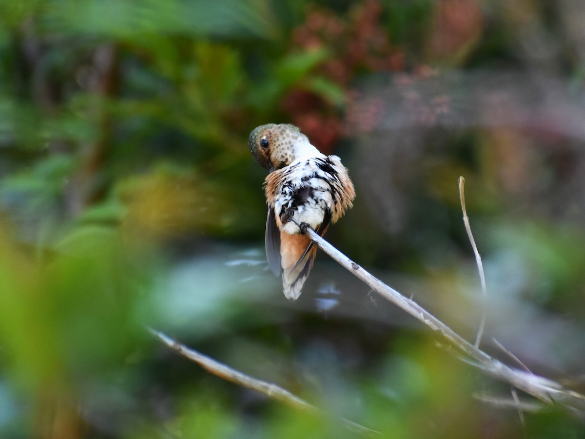 Rufous Hummingbird - ML565126611