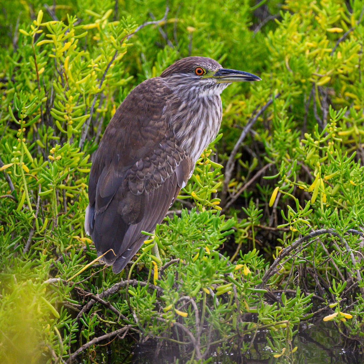 Black-crowned Night Heron - Rodger Crossman
