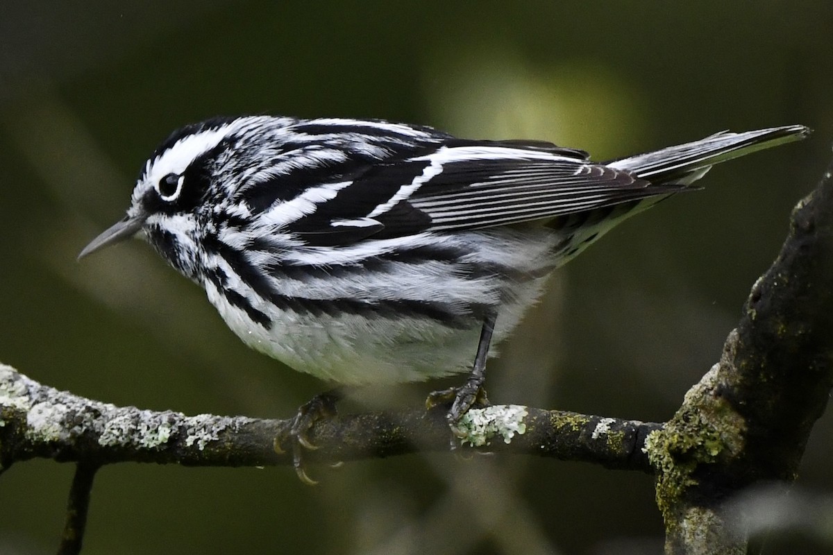 Black-and-white Warbler - Mary Walsh