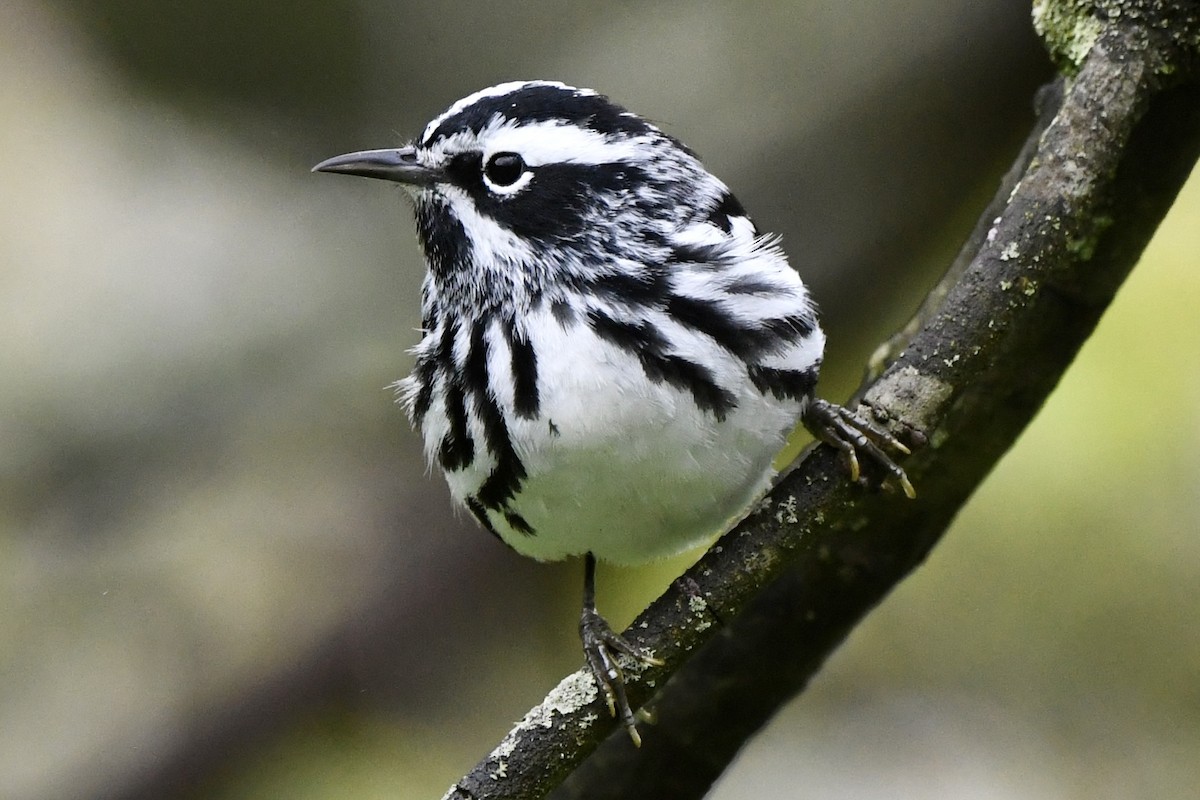 Black-and-white Warbler - Mary Walsh