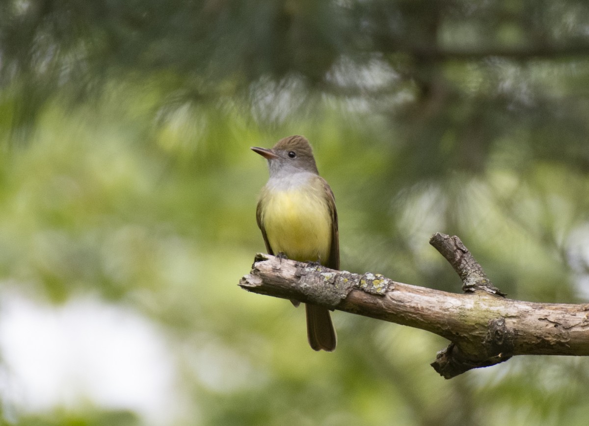 Great Crested Flycatcher - ML565129161