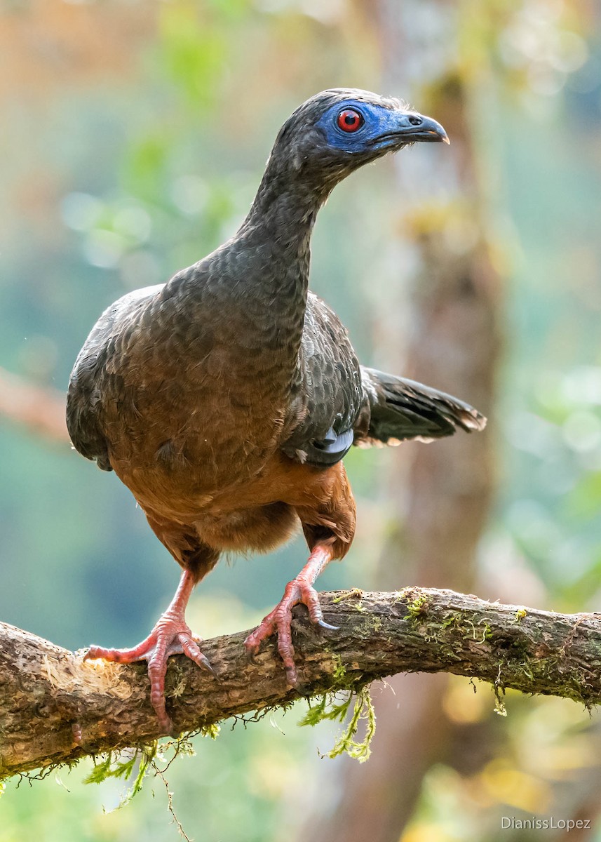 Sickle-winged Guan - ML565130491