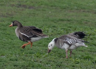 Greater White-fronted Goose, ML56513081