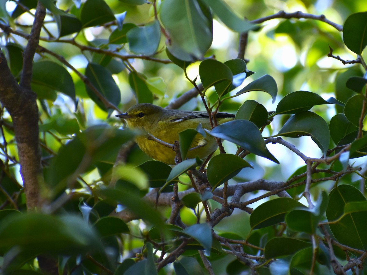 Orange-crowned Warbler - ML565130951
