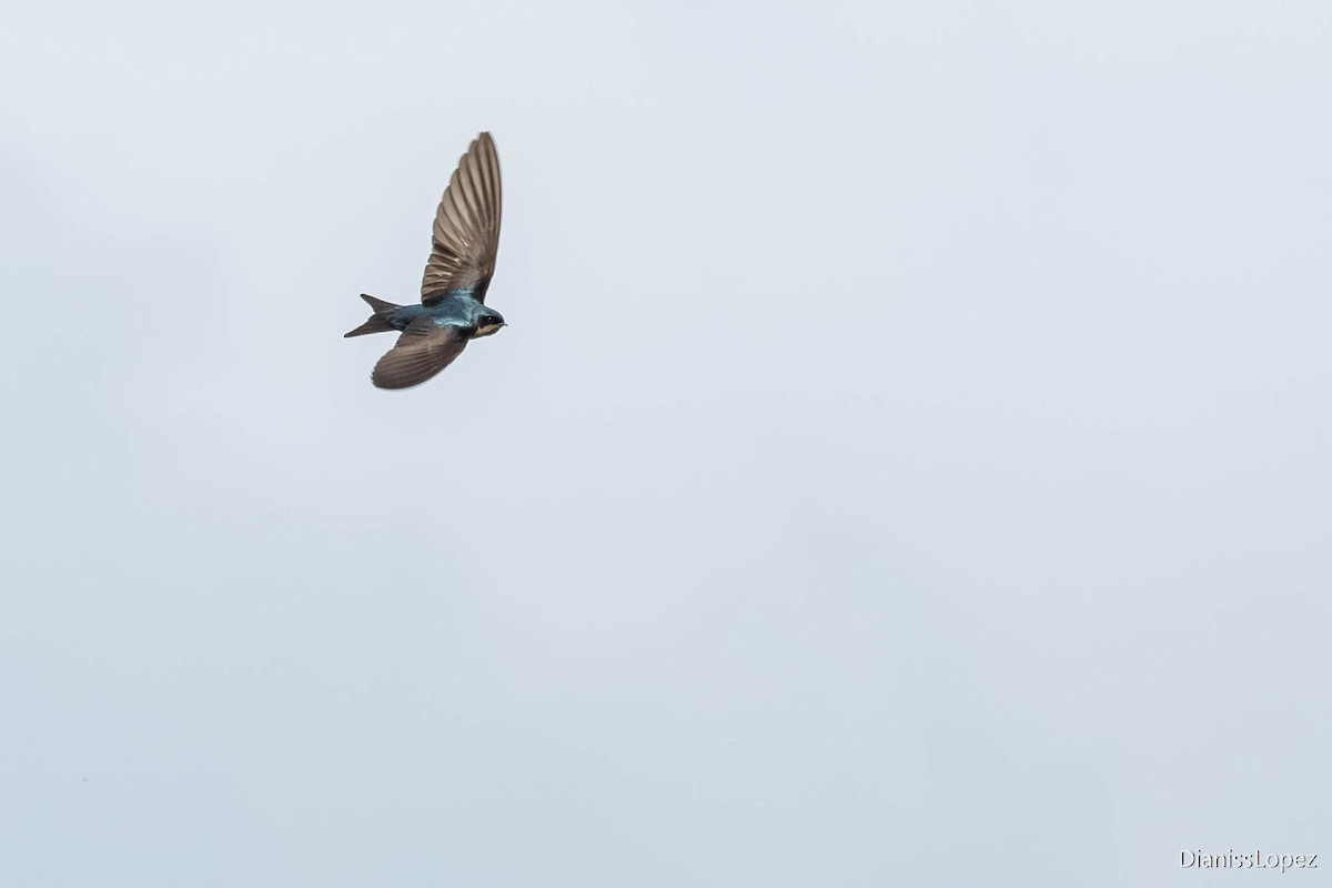 Brown-bellied Swallow - ML565131501
