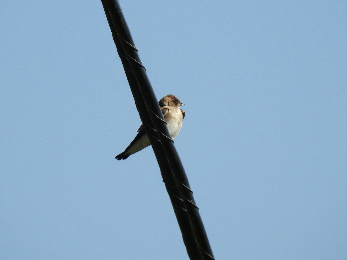 Northern Rough-winged Swallow - ML565131671