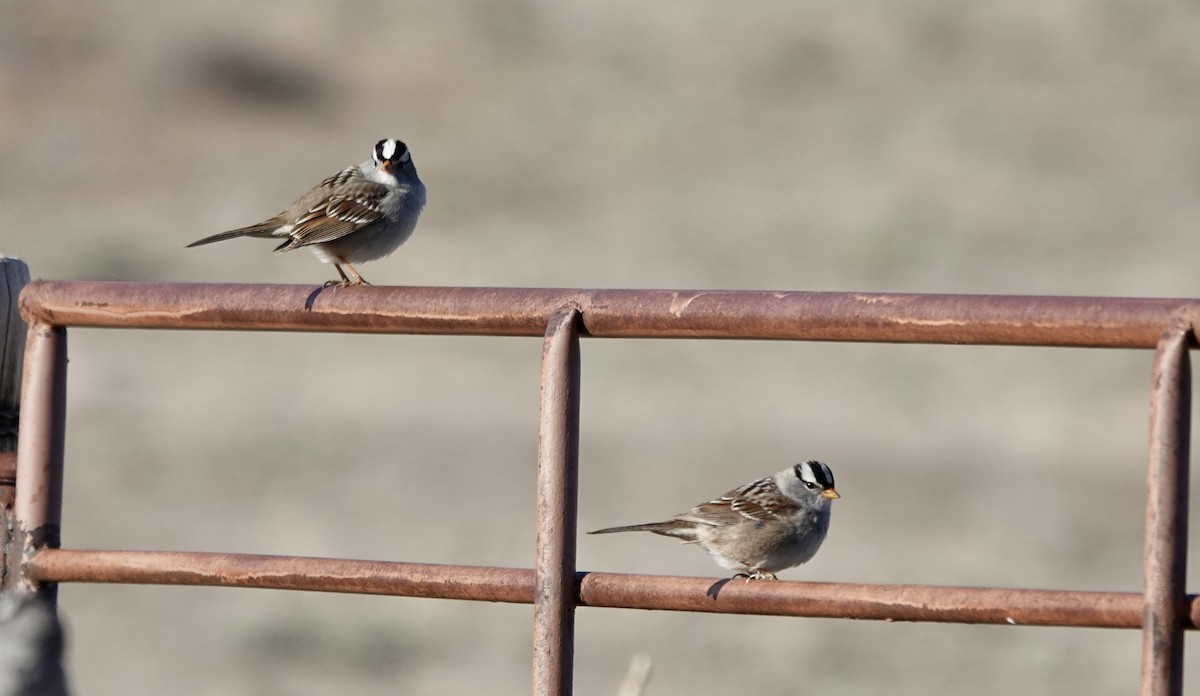 White-crowned Sparrow - ML565134131