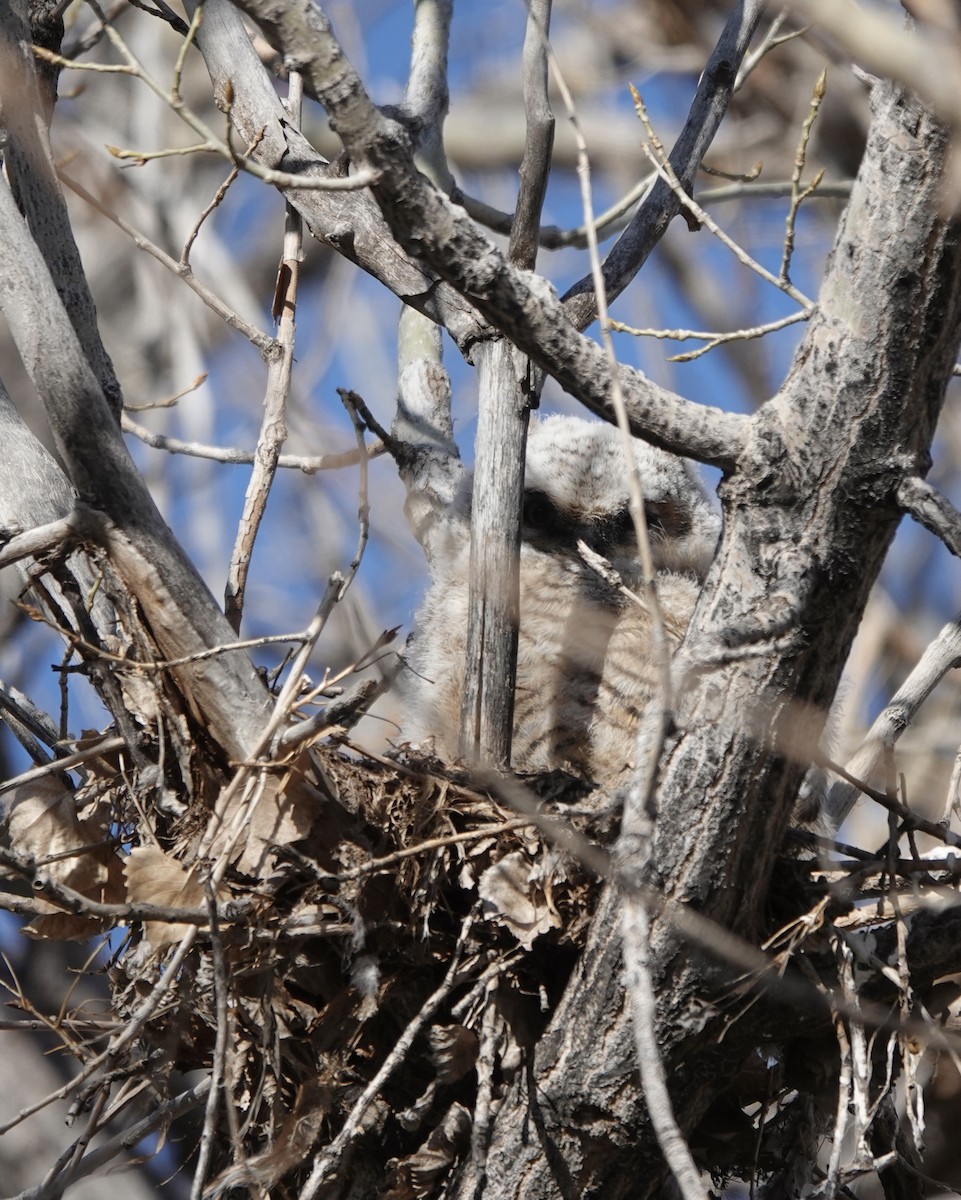 Great Horned Owl - ML565134161