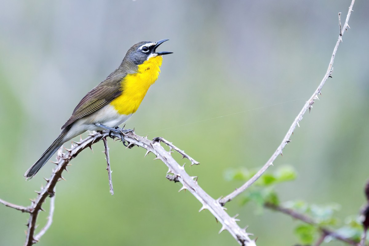 Yellow-breasted Chat - ML565136681