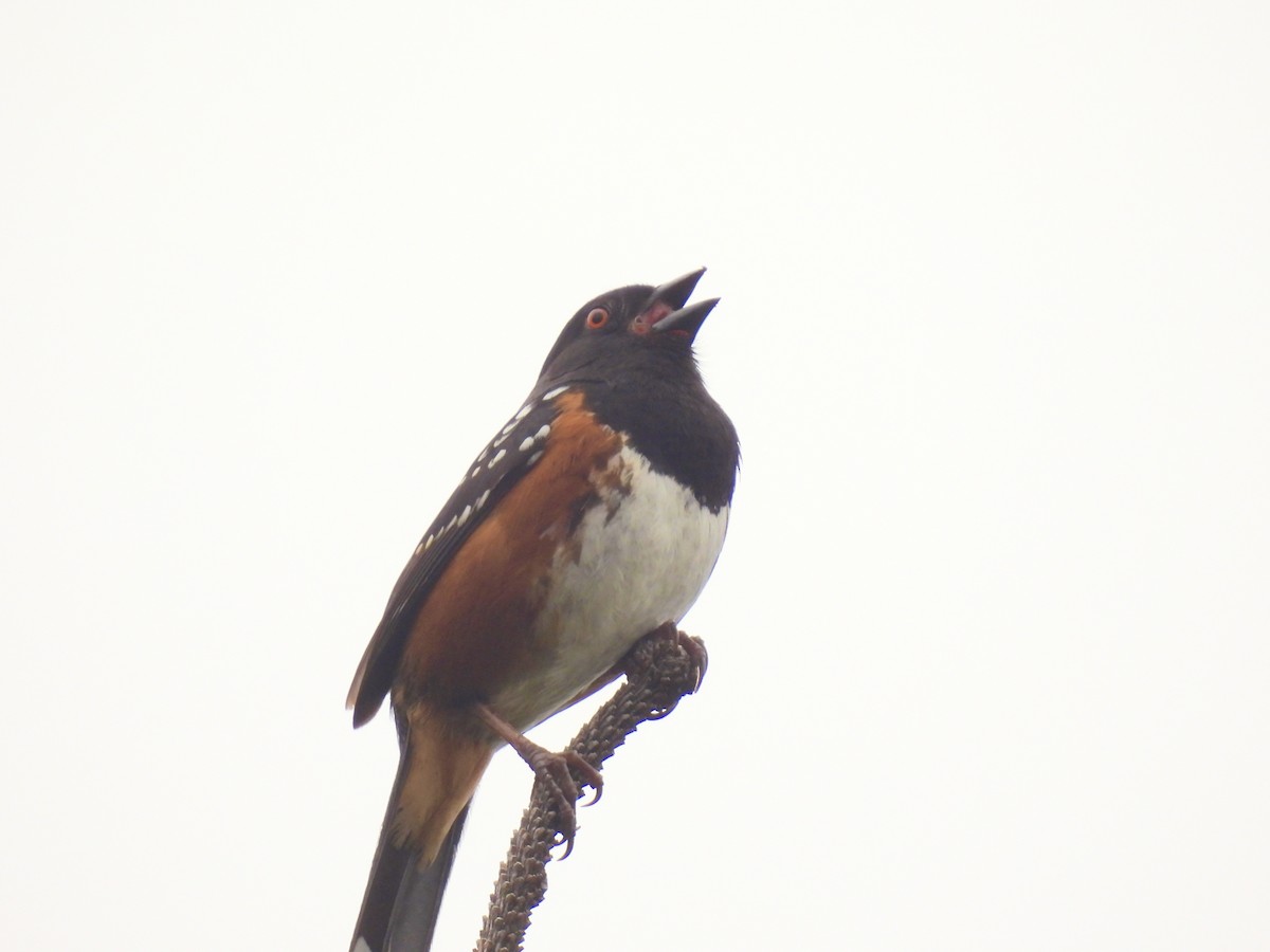 Spotted Towhee - ML565137231