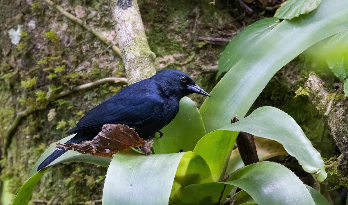 Jamaican Blackbird - ML565138351