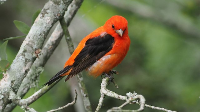 Scarlet Tanager - ML565141391