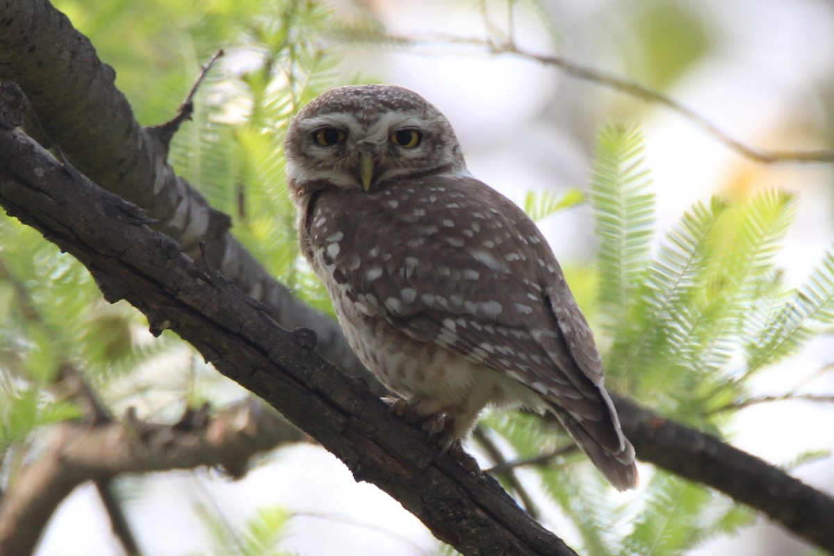 Spotted Owlet - ML56514361