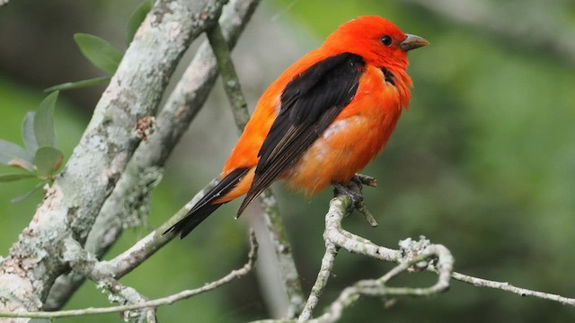 Scarlet Tanager - ML565144561