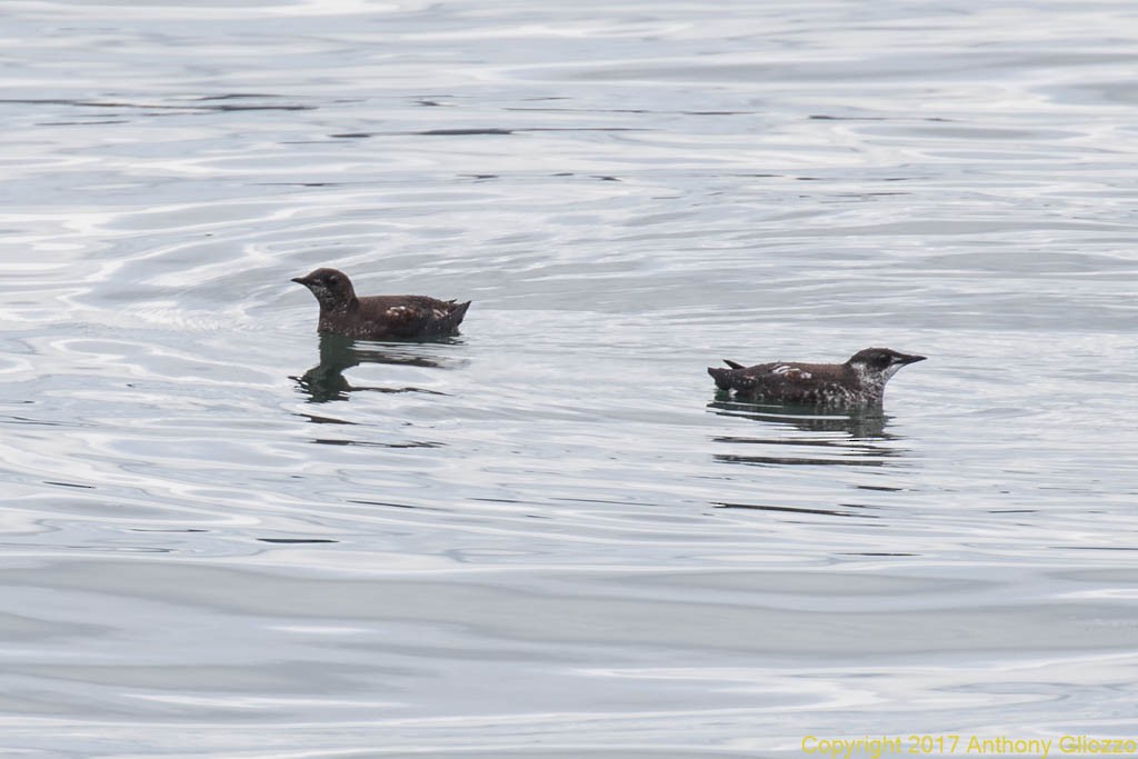 Marbled Murrelet - Anthony Gliozzo