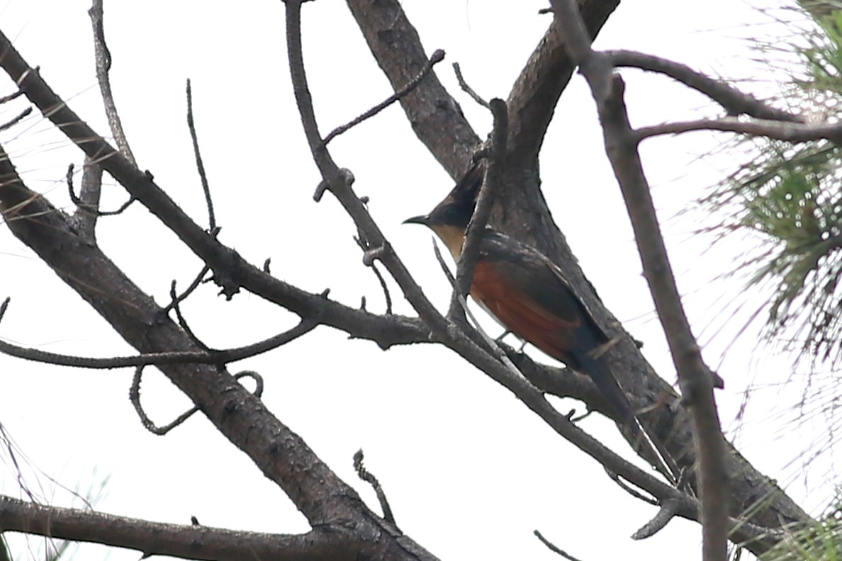 Chestnut-winged Cuckoo - Ting-Wei (廷維) HUNG (洪)