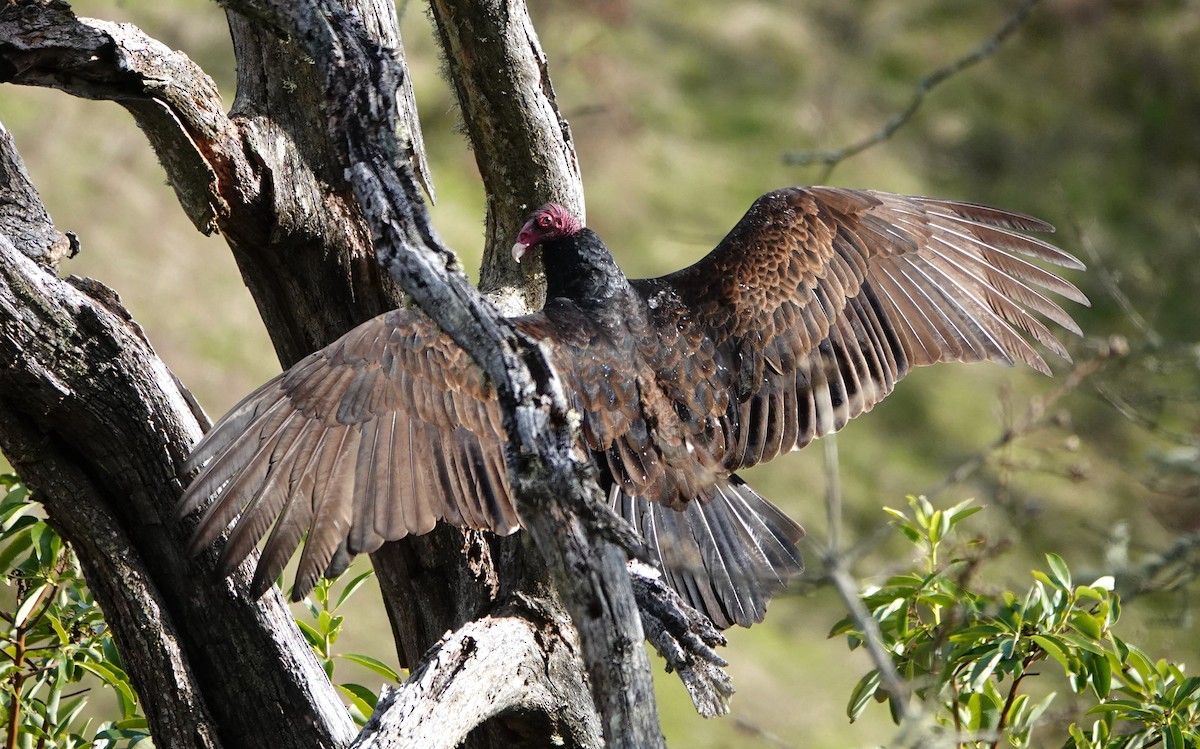 Turkey Vulture - ML565146891