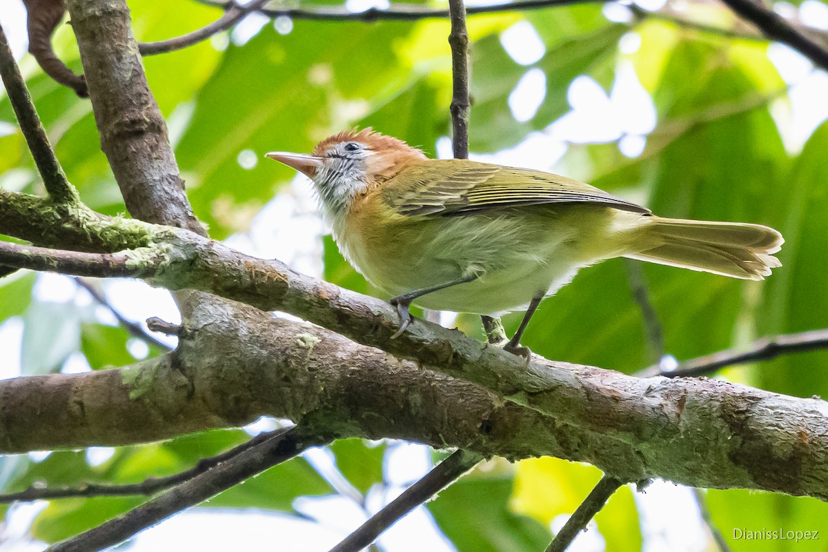 Rufous-naped Greenlet - ML565147091