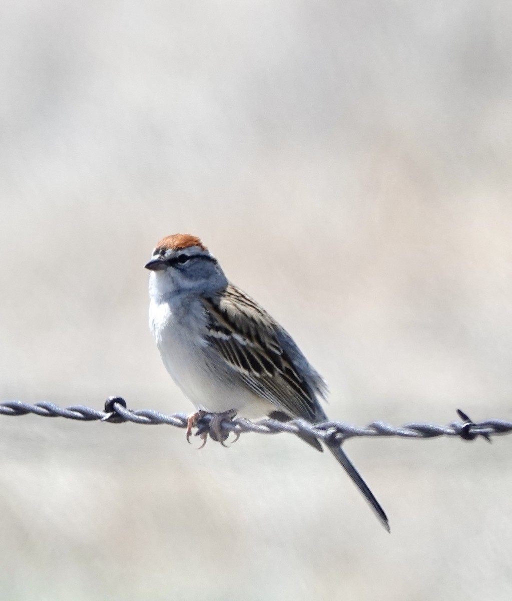 Chipping Sparrow - ML565154781