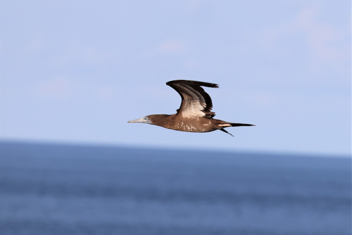 Brown Booby - ML565158221