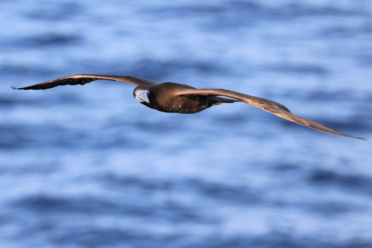 Brown Booby - ML565158271