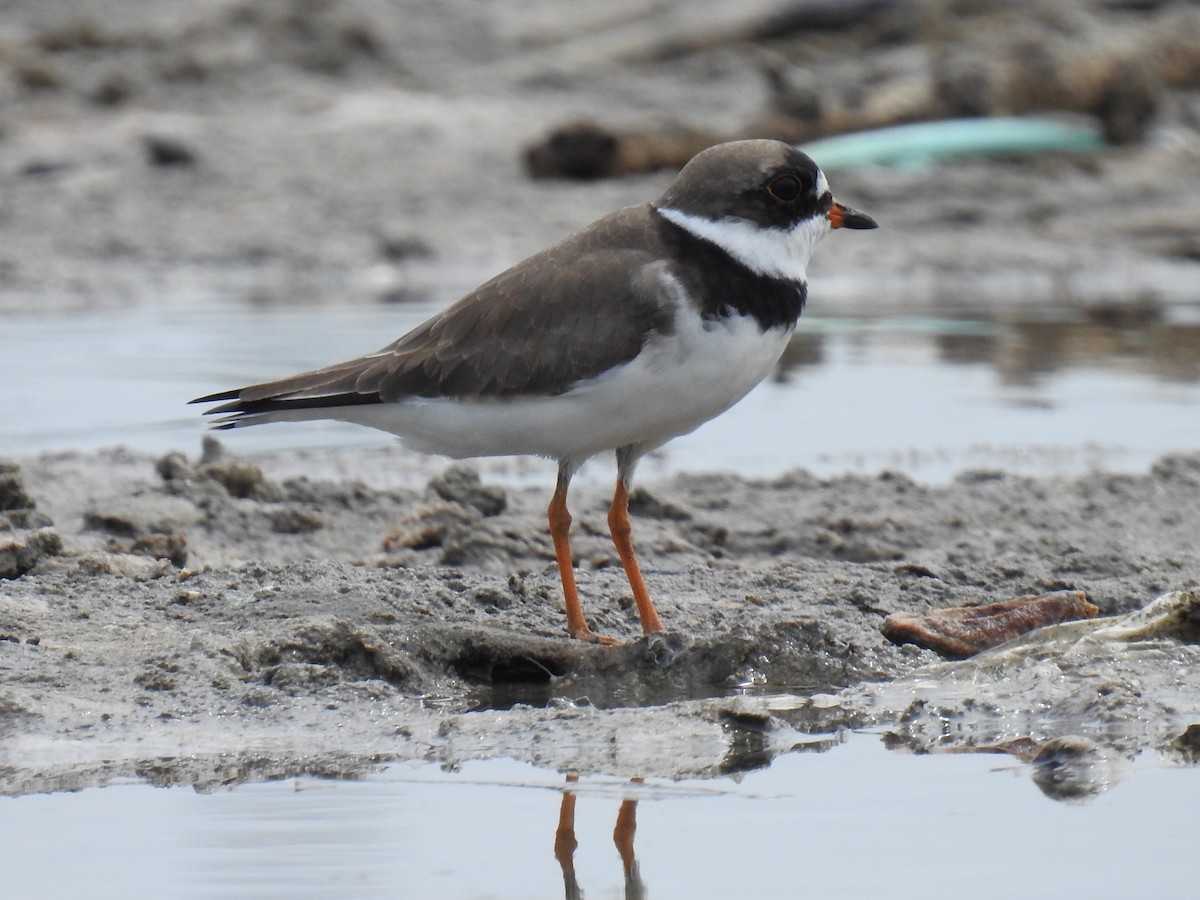 Semipalmated Plover - ML565158571