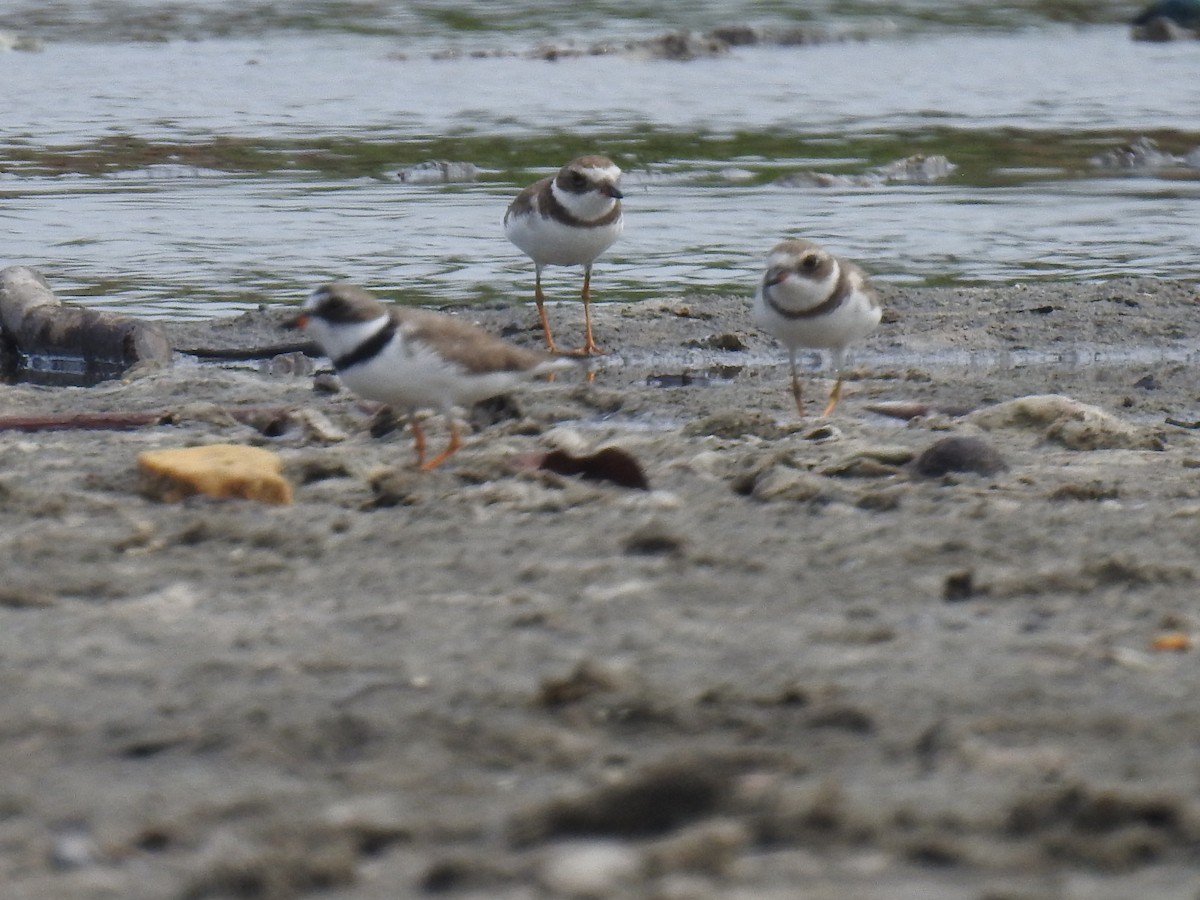 Semipalmated Plover - ML565158581